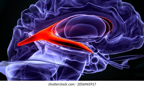 3d Illustration Of Human Brain Ventricles Anatomy.