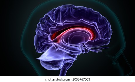 3d Illustration Of  Human Brain Ventricles Anatomy.