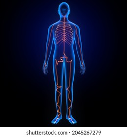 3D Illustration Of Human Circulatory System.Human Cardiovascular System Or Vascular System Supplies Blood To All Body Parts. Hman Arterial System Consists Of Arteries,veins And Capillaries.