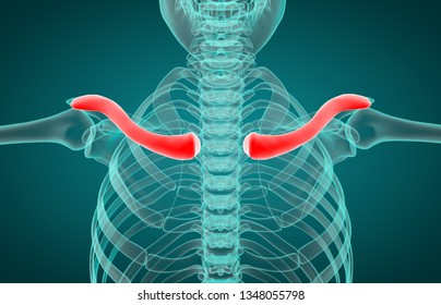 3D Illustration Of Human Clavicle Xray