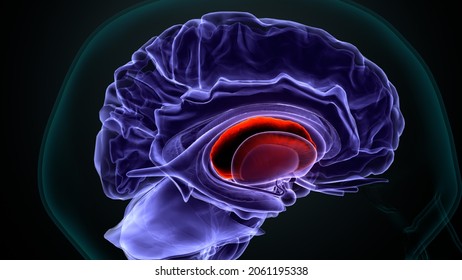 3d Illustration Of Human Corpus Callosum Anatomy.