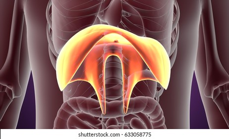 3d illustration of human diaphragm respiratory system system anatomy