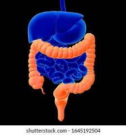 大腸 の画像 写真素材 ベクター画像 Shutterstock