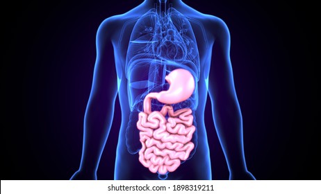 3D Illustration Of Human Digestive System Anatomy (Stomach With Small Intestine)
