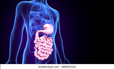 3D Illustration Of Human Digestive System Anatomy (Stomach With Small Intestine)
