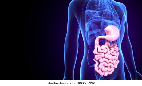 Duodenum Images, Stock Photos & Vectors | Shutterstock