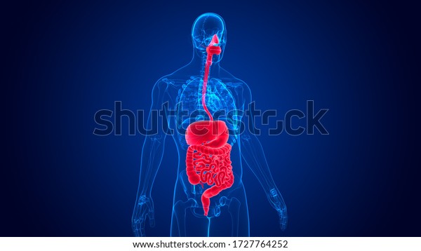 3d Illustration Human Digestive System Anatomy Stock Illustration ...