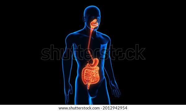 3d Illustration Human Digestive System Anatomy Stock Illustration ...