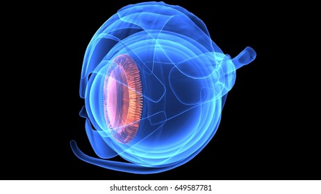 473 Eye anatomy orbit Images, Stock Photos & Vectors | Shutterstock