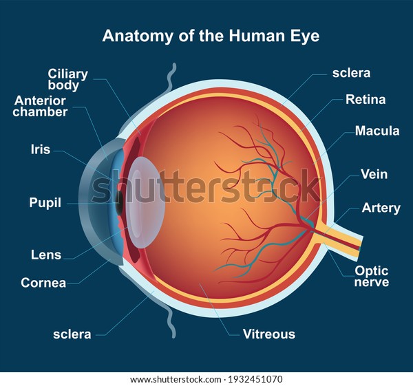 3D illustration of the human eye and its parts