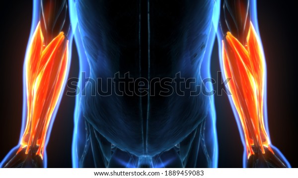 d Illustration Human Forearms Muscle Anatomy ภาพประกอบสตอก Shutterstock