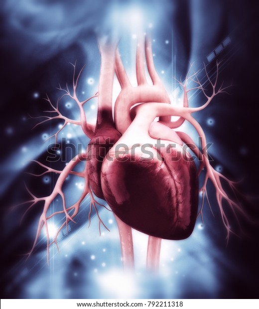 3d Illustration Human Heart Stock Illustration 792211318 | Shutterstock