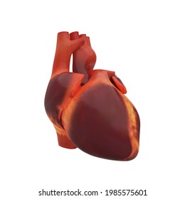 3d Illustration Human Heart Isolated White Stock Illustration ...