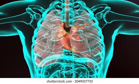 155 Anatomically correct heart Images, Stock Photos & Vectors ...