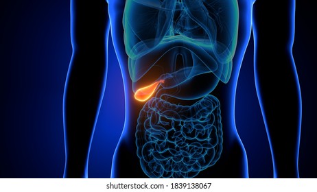 3d Illustration Human Internal Organ Gallbladder Stock Illustration ...