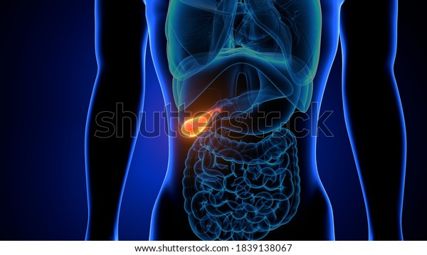 3d Illustration Human Internal Organ Gallbladder Stock Illustration ...