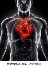3D illustration Human Internal Organic - Human Heart, medical concept.