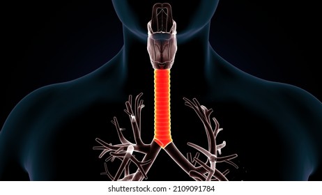 3d Illustration Of Human Lungs Trachea Anatomy.