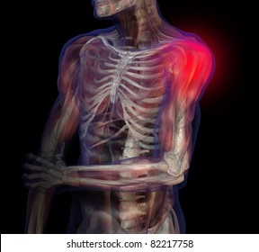 3D Illustration Of Human Male Anatomy And Skeleton. Shoulder Pain.