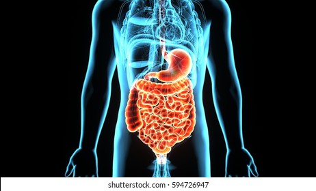 3D illustration  human male stomach  digestive system.