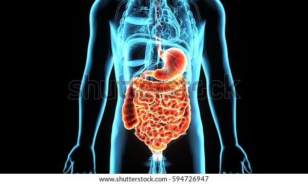 3d図は 人間の男性の胃消化器系を示しています のイラスト素材