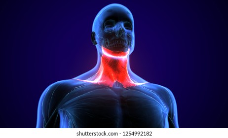 3d Illustration Human Neck Muscle Anatomy Stock Illustration 1254992182 ...