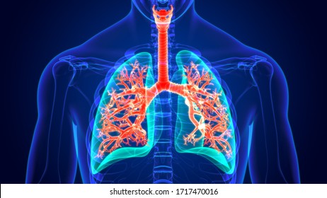 3d Illustration Human Respiratory System Anatomy Stock Illustration ...