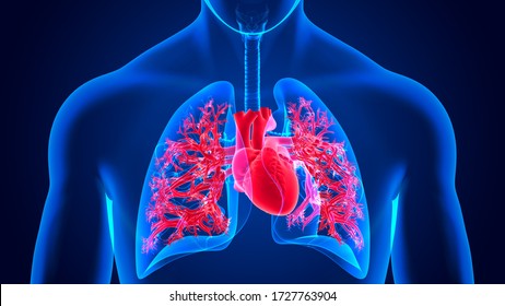 3d Illustration Human Respiratory System Anatomy Stock Illustration ...