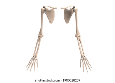 3d Illustration Human Skeletal Hand
