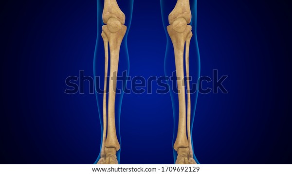 3d Illustration Menschliches Skelett Anatomie Knochen Stockillustration