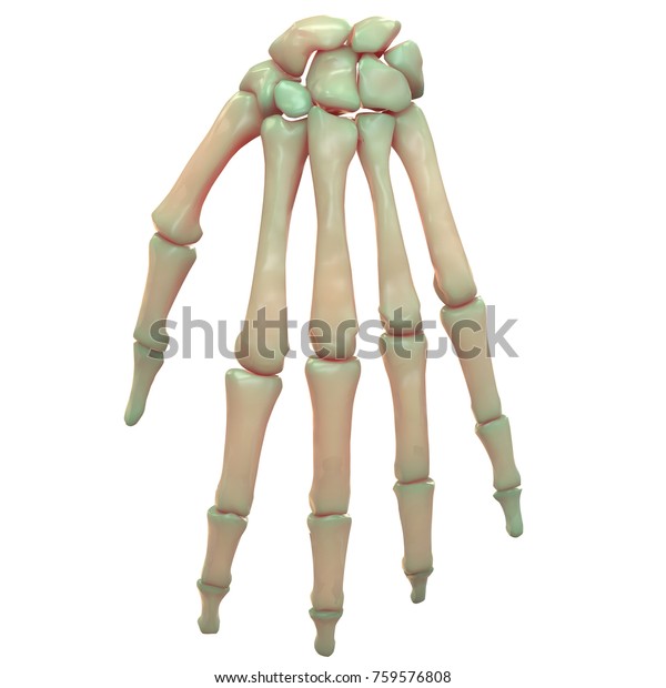 3d Illustration Human Skeleton System Palm Stock Illustration 759576808