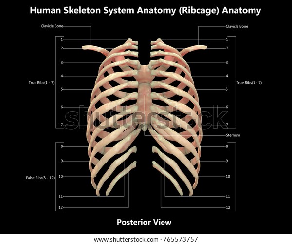 3d Illustration Human Skeleton System Rib Stock Illustration 765573757 ...