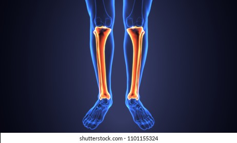 3D Illustration Of Human Skeleton Tibia And Fibula Bones
