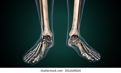 3d Illustration Human Skeleton Tibia Fibula Stock Illustration ...