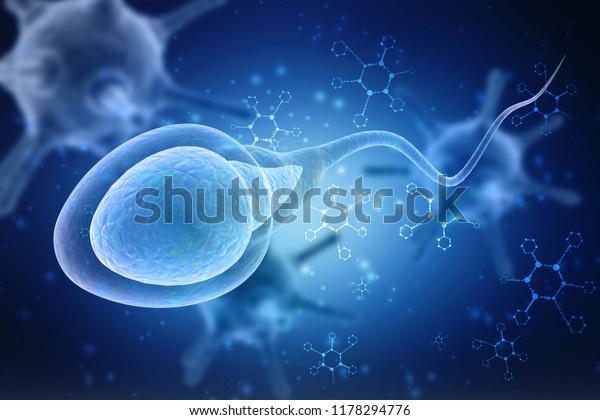 3d Illustration Human Sperm Cell Stock Illustration 1178294776 Shutterstock 