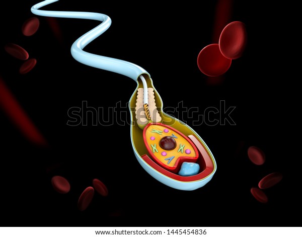 3d Illustration Human Sperm Cell Anatomy 库存插图 1445454836 Shutterstock 