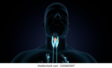 3d Illustration Of Human Thyroid Gland Epiglottis Anatomy.