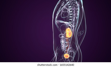 3D Illustration of Human Urinary System Kidneys with Bladder Anatomy
