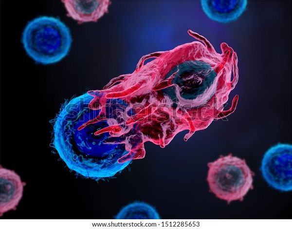 3d illustration of an immune T cell attacking a\
cancer cell
