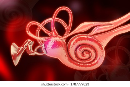 3D illustration of inner ear .Cochlea in color background