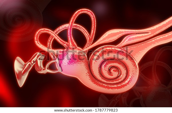 3D\
illustration of inner ear .Cochlea in color\
background
