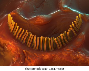 3d Illustration - Inner Ear Hair Cells