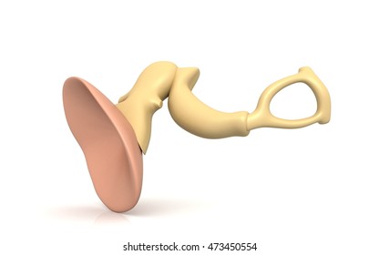 3d Illustration Of Inner Ear. Malleus, Incus, Stapes On A White Background