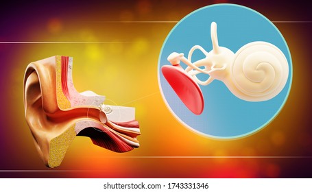 3d illustration of a inner ear structure

