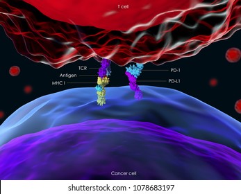 3d Illustration Of The Interaction Between A T Cell And A Cancer Cell Through The Programmed Cell Death Protein 1 (PD-1)