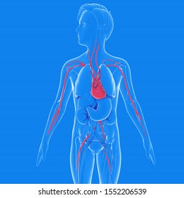 Stomach Anatomy Images, Stock Photos & Vectors | Shutterstock