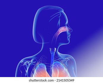 3d illustration of the interior of the nose and trachea (ENT). The transparent anatomy of the respiratory system on a blue background.