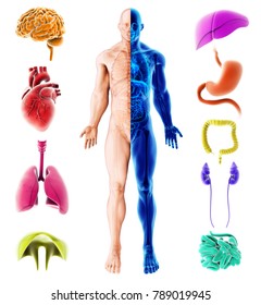 3d Illustration Of Internal Organs Human, Medical Infographic Design.