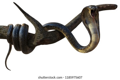 3d Illustration King Cobra The World's Longest Venomous Snake Isolated on White Background, King Cobra Snake with Cliping Path