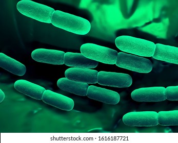 3d Illustration Of Lactobacillus Bulgaricus Bacteria, Microscopic Image Concept